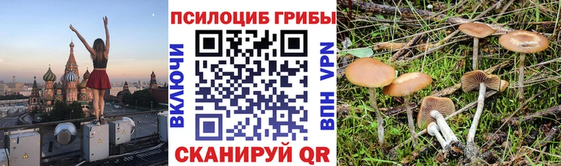 дарнет шоп  Малоярославец  Псилоцибиновые грибы прущие грибы 